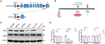 Autism risk gene Cul3 alters neuronal morphology via caspase-3 activity in mouse hippocampal neurons